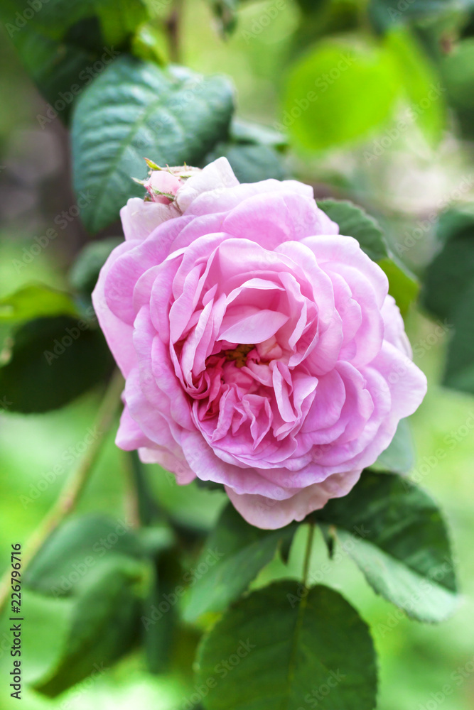 Rosa Centifolia (Rose des Peintres) flower closeup Rosa Centifolia (Rose des Peintres) flower closeup