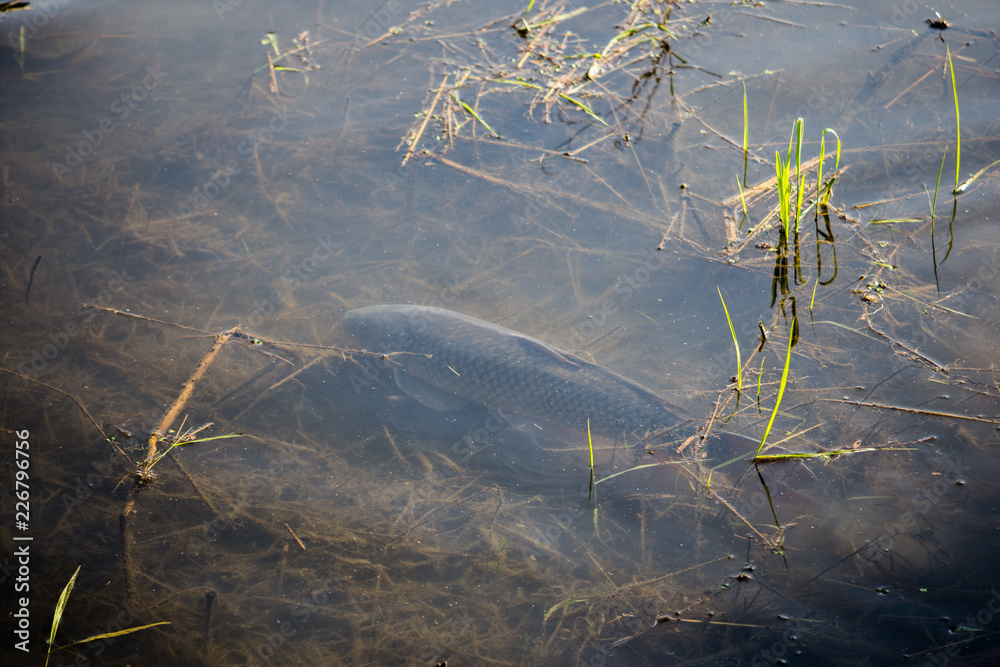 Carp Fish Swimming in Lake Redman in Loganville, Pennsylvania Carp Fish Swimming in Lake Redman in Loganville, Pennsylvania