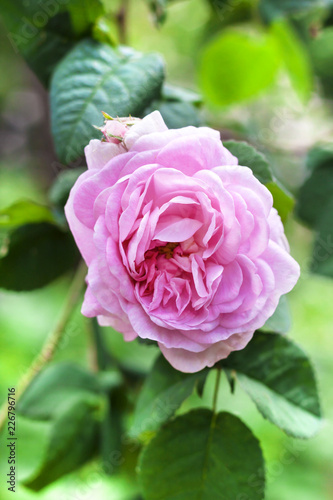 Rosa Centifolia  Rose des Peintres  flower closeup