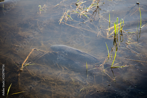 Carp Fish Swimming in Lake Redman in Loganville, Pennsylvania photo