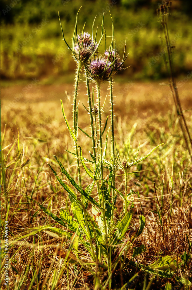 Dipsacus sp.: Teasels in Tuscan meadow Dipsacus sp.: Teasels in Tuscan meadow