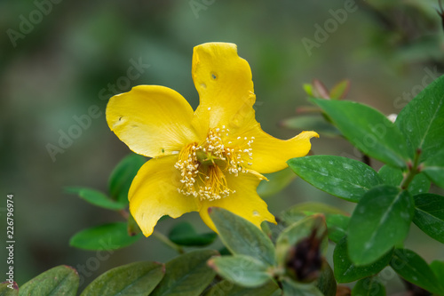 Goldencup St. John's Wort Flower in Bloom photo