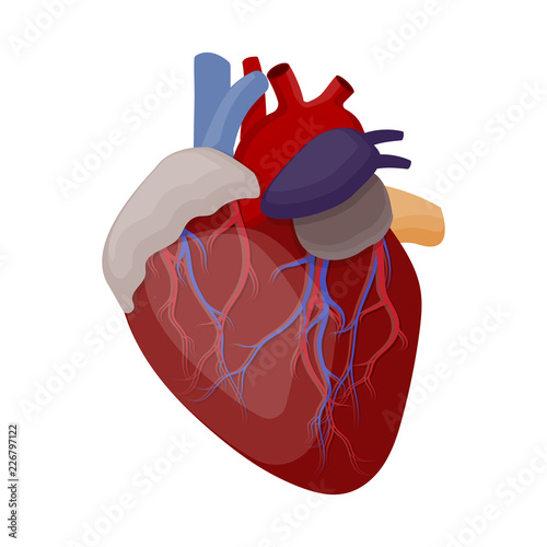 Vector illustration of body and human sign. Collection of body and medical stock symbol for web.