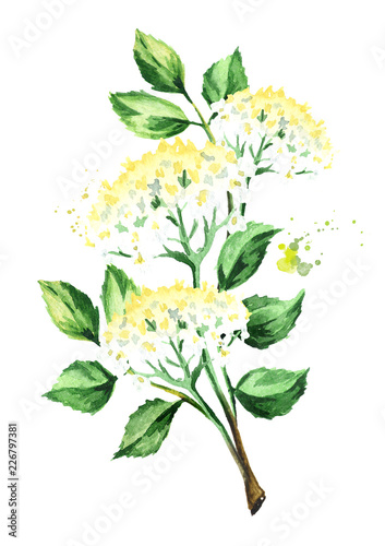 Cuadro en lienzo Elder branch with flowers and leaves