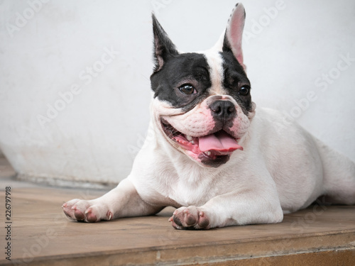 French bulldog black and white mask face sitting on floor.