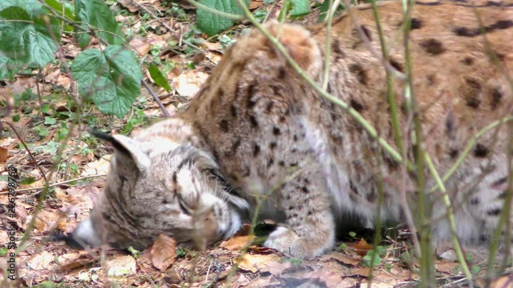 Eurasian Lynx (Lynx Lynx) in the Bavarian Forest National Park (Nationalpark Bayerischer Wald) in Bavaria, Germany. The Lynx was reintroduced to the Bavarian Forest in the 1990s.