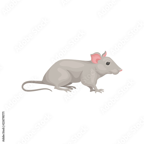 Small domestic mouse  side view. Cute gray rodent pointed snout  pink ears and long tail. Home pet. Flat vector design