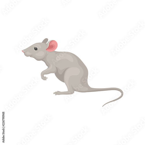 Small gray mouse standing on hind legs, side view. Domestic mice. Cute rodent with pink ears and long tail. Flat vector icon © Happypictures