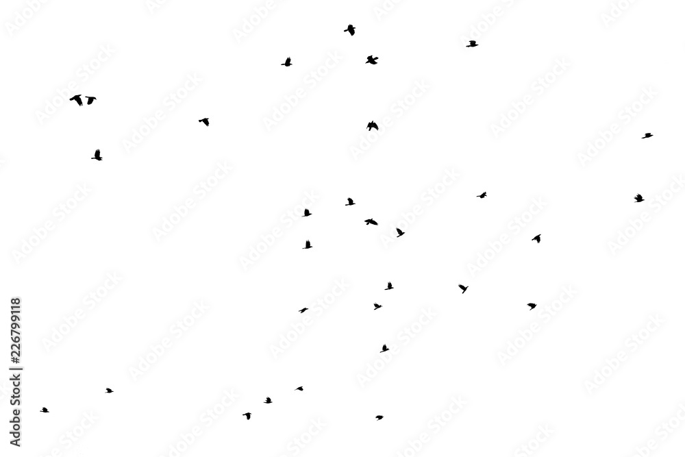 Flying bird silhouettes isolated on white background Flying bird silhouettes isolated on white background