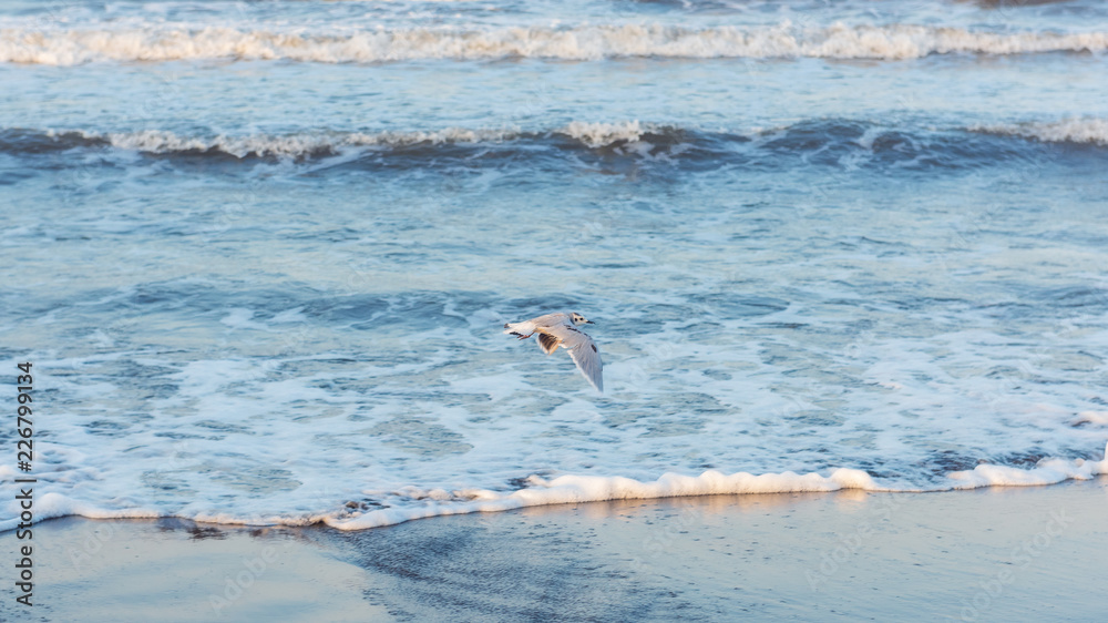 Seagull flying over the seashore