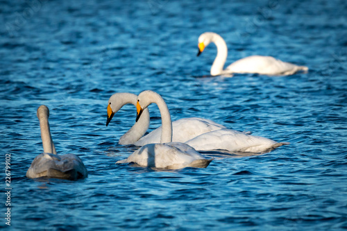 White wild swans photo