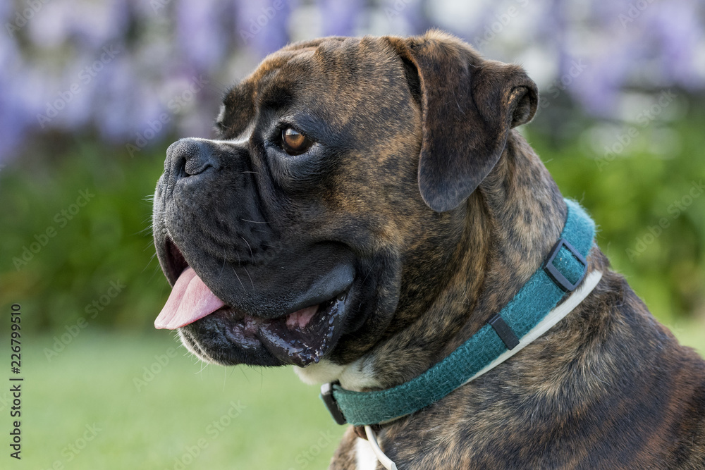 Boxer dog puppy