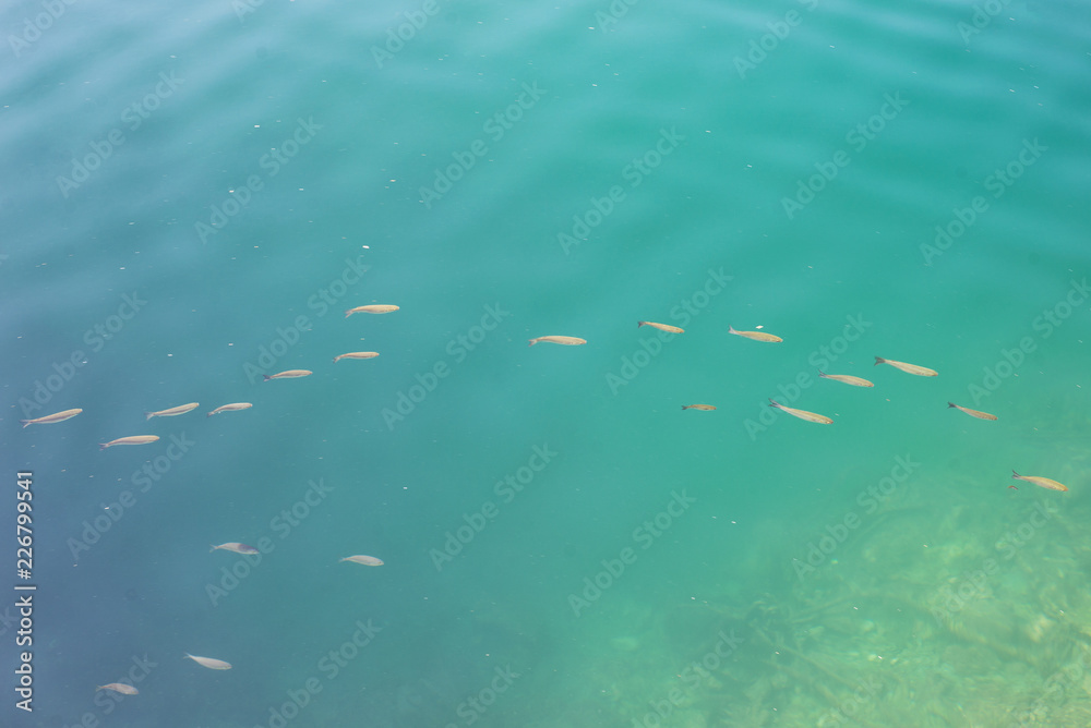 Group of small fish near shore coast shallow turquoise blue water Group of small fish near shore coast shallow turquoise blue water