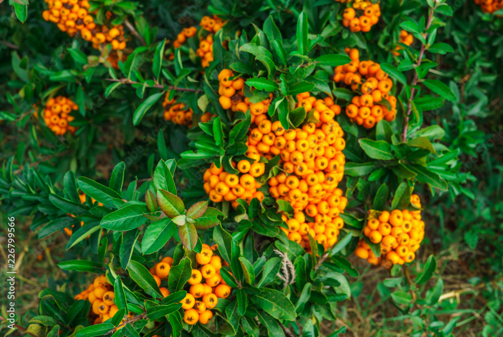 Decorative bush with orange berries Pirakanta in the park