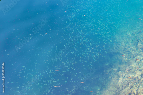 Group of small fish near shore coast shallow turquoise blue water