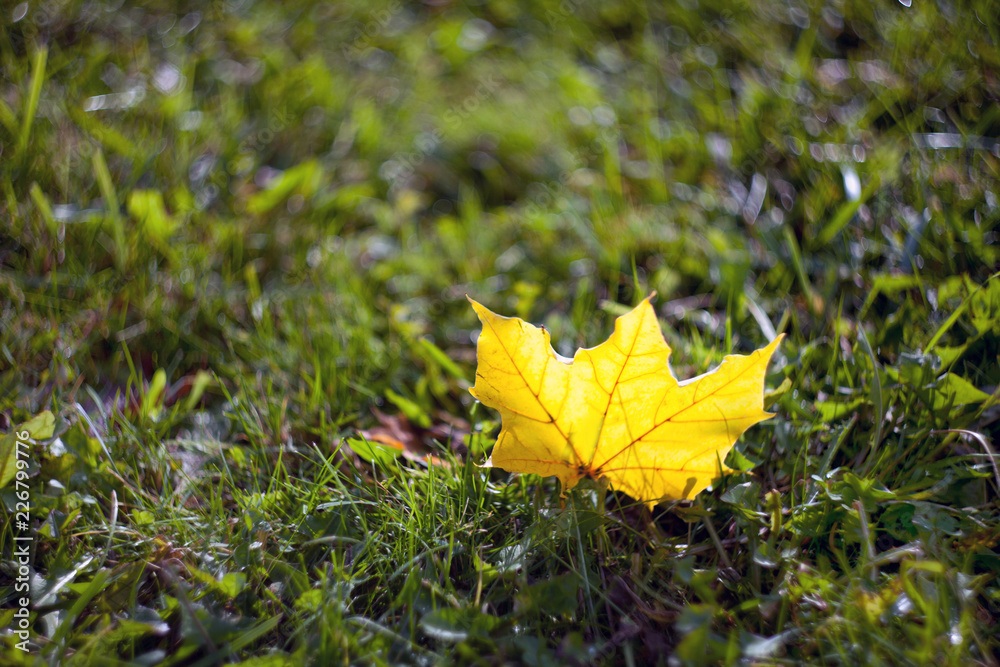 Closeup yellow autumn maple leaf lying on the grass with a blurred background Closeup yellow autumn maple leaf lying on the grass with a blurred background