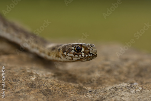  Malpolon monspessulanus (Montpellier snake) photo