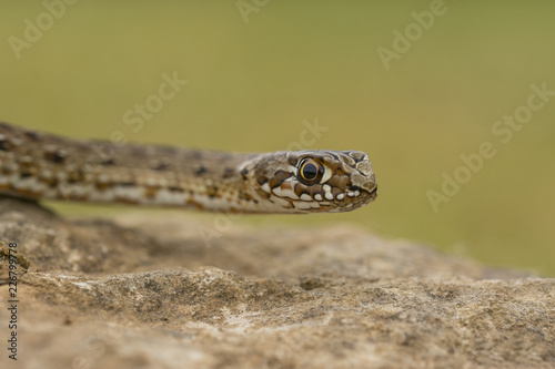 close-up of Montpellier snake