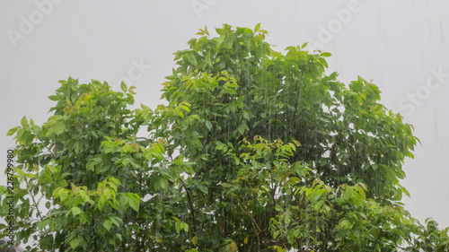 heavy wind on the tree in rainy day