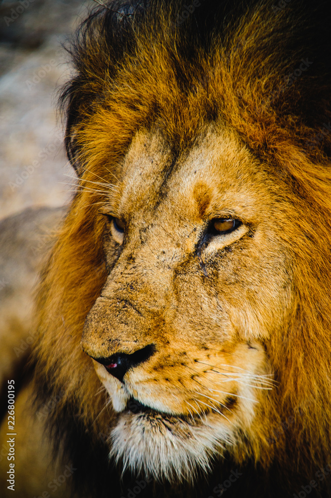 Naklejka premium South Africa extremely closeup of a lion relaxing on savannah. Kapama private game reserve. South Africa.