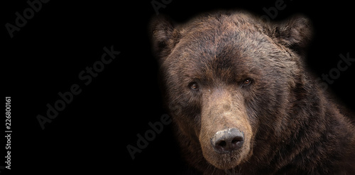 bear brown on black background