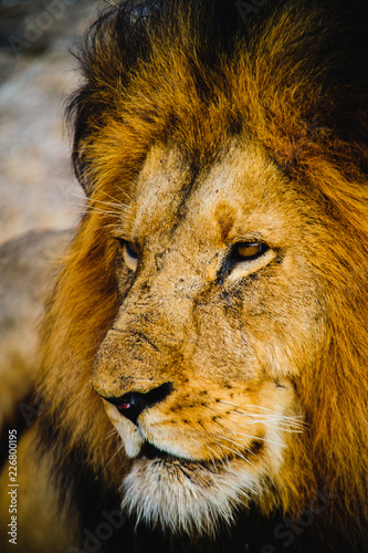 South Africa extremely closeup of a lion relaxing on savannah. Kapama private game reserve. South Africa.