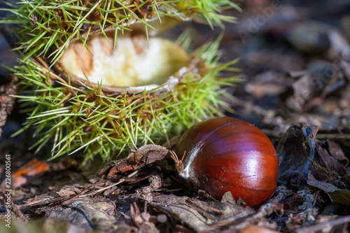 Sweet Chestnut lying on Ground