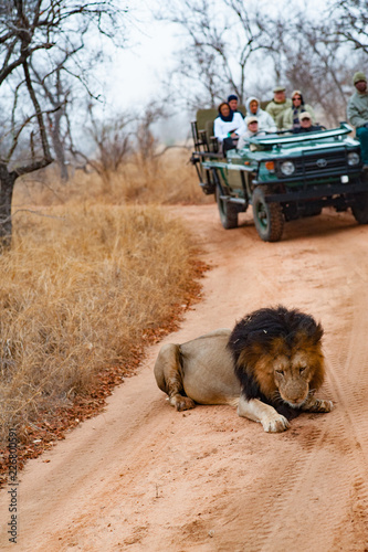 Male adult lion followed by a tourist 4x4 jeep. Kapama private game reserve near the Kruger national park. South Africa