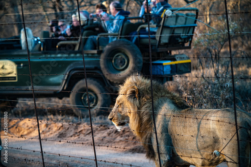 Male adult lion followed by a tourist 4x4 jeep stopping watching from a park fence. Kapama private game reserve near the Kruger national park. South Africa