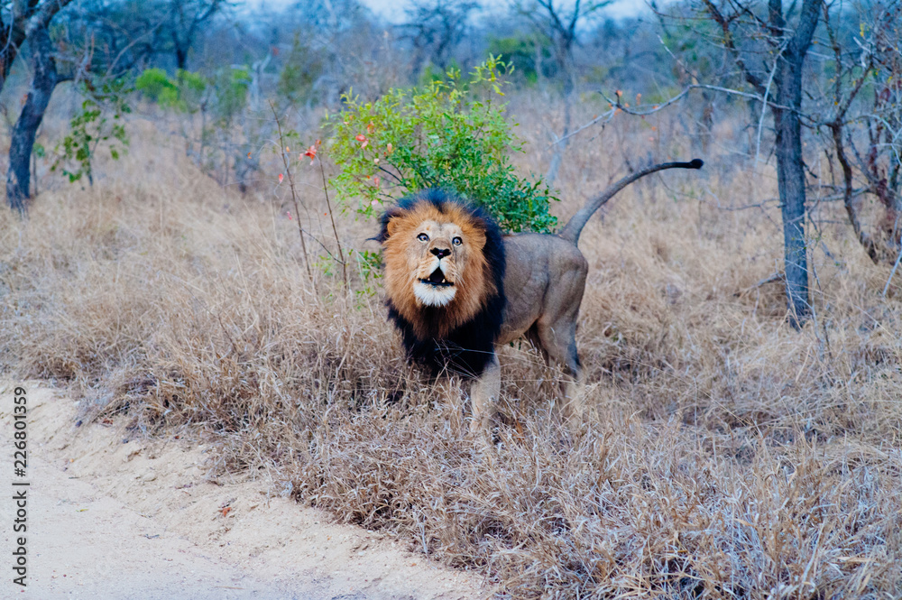 Fototapeta premium South Africa medium distance shot of a lion relaxing on savannah. Kapama private game reserve. South Africa.