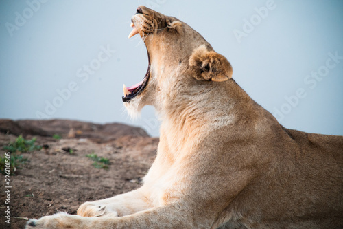 South Africa closeup of a lioness screaming on savannah at dusk. Kapama private game reserve. South Africa.