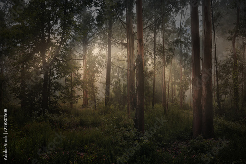 Magic foggy forest © Zacarias da Mata