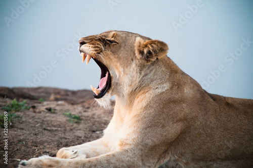South Africa closeup of a lioness screaming on savannah at dusk. Kapama private game reserve. South Africa.