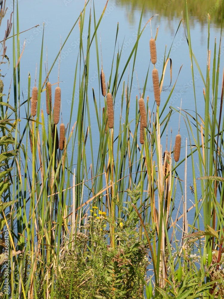 cattails plant scene in summer ready to seed by blue water