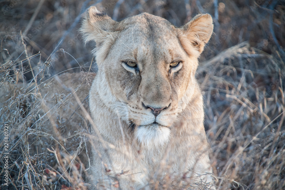 Obraz premium South Africa extremely closeup of a lioness relaxing on savannah at dusk. Kapama private game reserve. South Africa.