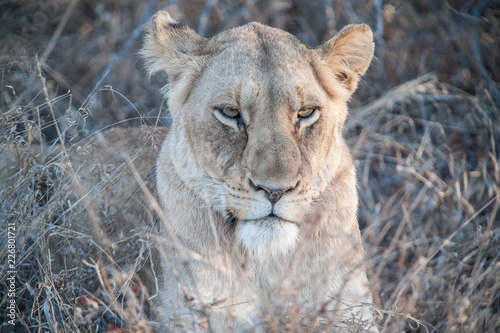 South Africa extremely closeup of a lioness relaxing on savannah at dusk. Kapama private game reserve. South Africa. © KODAKovic