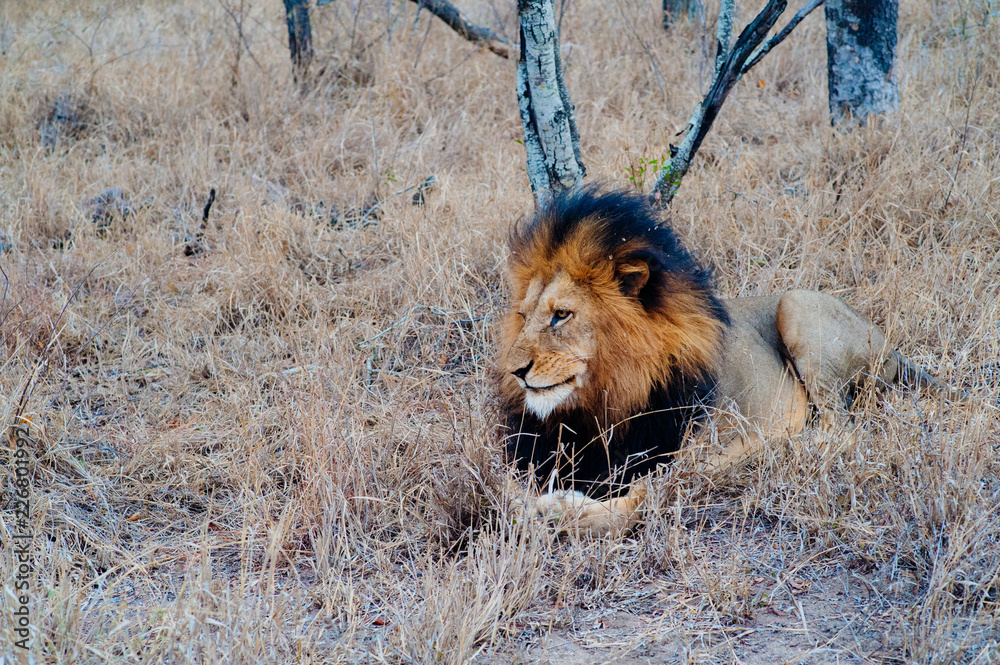 Naklejka premium South Africa medium distance shot of a lion relaxing on savannah. Kapama private game reserve. South Africa.