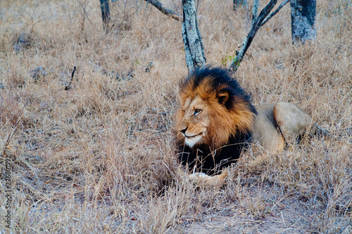 South Africa medium distance shot of a lion relaxing on savannah. Kapama private game reserve. South Africa.