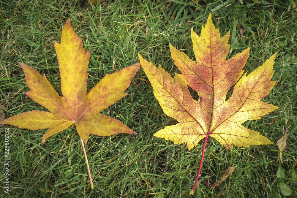 Two carved very similar yellow autumn leaves. On the left is a Liquidambar styraciflua leaf, on the right is a maple Acer saccharinum leaf. Two carved very similar yellow autumn leaves. On the left is a Liquidambar styraciflua leaf, on the right is a maple Acer saccharinum leaf.