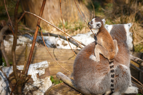 Lemur with a child photo