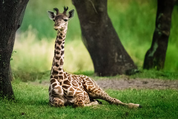 Baby Giraffe in the shade