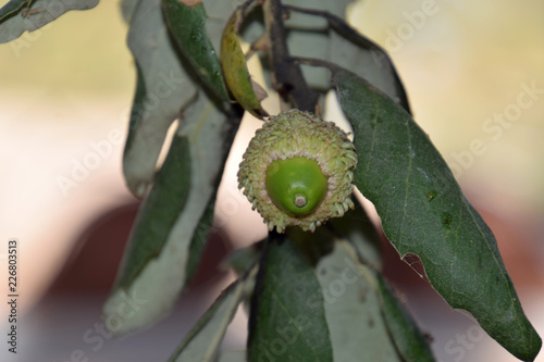 green acorns on quercus suber tree in italy, detail shot of young acorn of cork oak