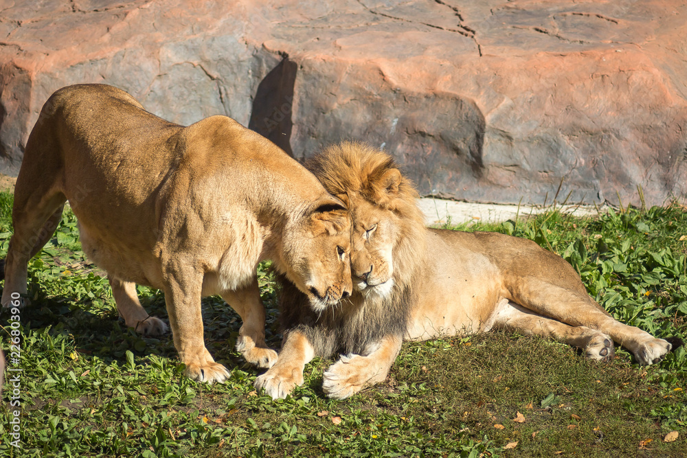 Naklejka premium loving lion couple