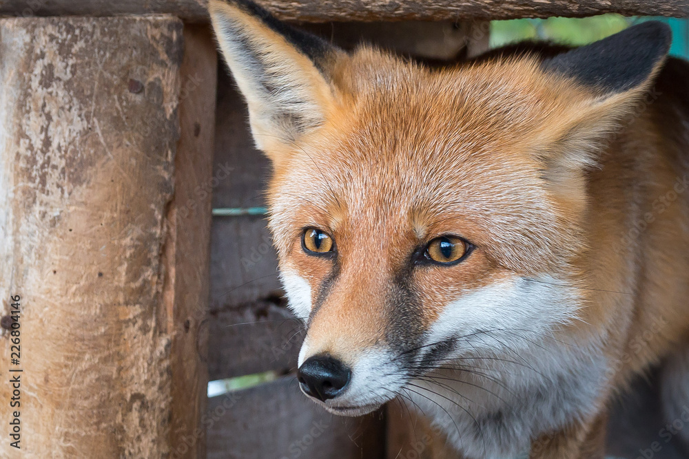 Obraz premium fox on the hunt
