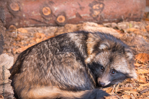 raccoon dog sleeps photo