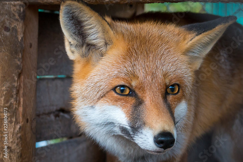 fox on the hunt © Oleg