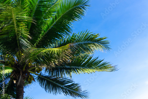Palm trees or coconut trees against the blue sky