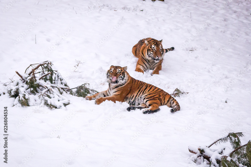 Obraz premium tiger in the winter