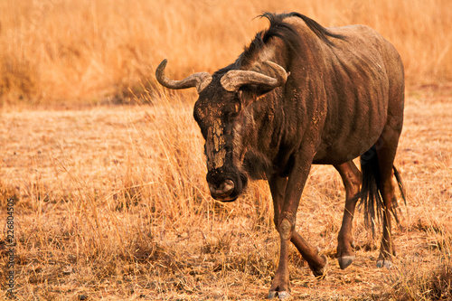 Fototapeta Naklejka Na Ścianę i Meble -  Wildebeest with a mud pack on its face 