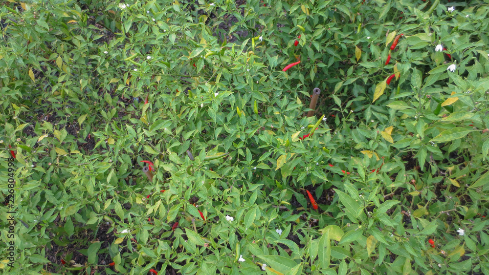 close up of chilli plantation in the garden